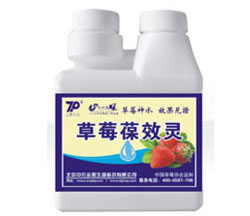 草莓高效调节剂